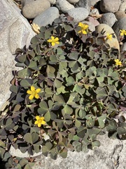 Oxalis corniculata