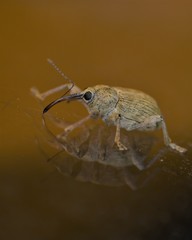 Curculio elephas