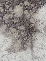 Agelenopsis