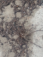 Agelenopsis