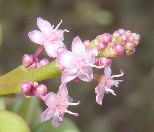 Portulacaria afra