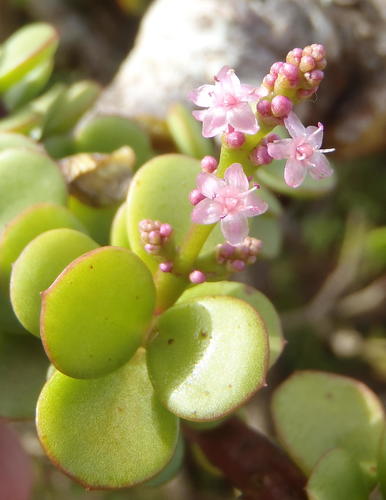 Portulacaria afra