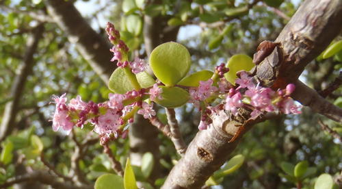Portulacaria afra