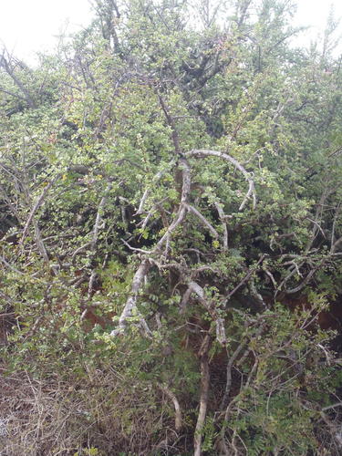 Portulacaria afra