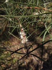 Hakea ulicina