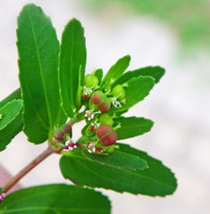 Euphorbia nutans