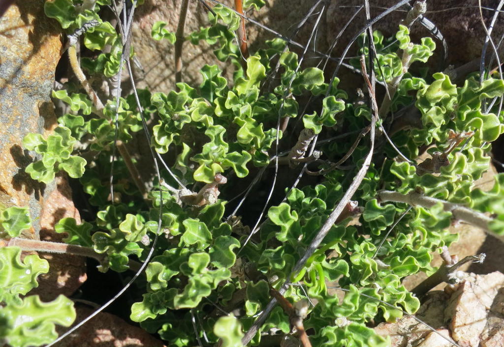 Fockea capensis, Perdepoort West in the northern foothills of the Outeniquas