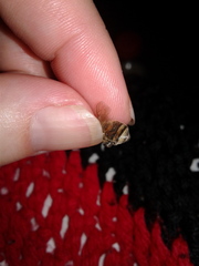 Apis mellifera