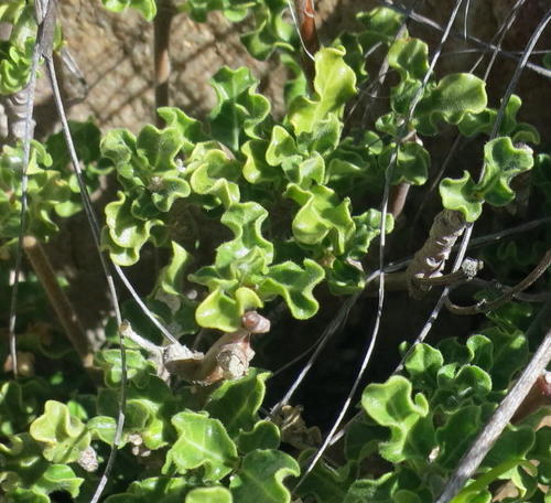 Fockea capensis