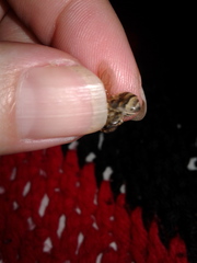 Apis mellifera