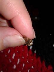 Apis mellifera