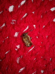Apis mellifera