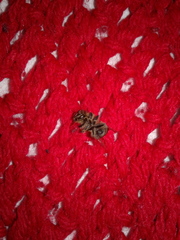 Apis mellifera