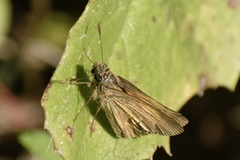 Poanes viator
