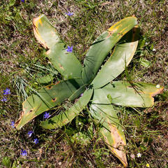 Ammocharis longifolia