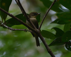 Pachycephala caledonica