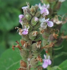 Teucrium vesicarium