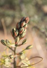Albuca suaveolens