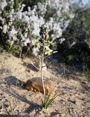 Albuca suaveolens