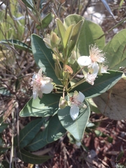 Eugenia involucrata