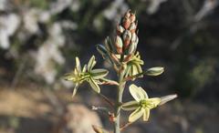 Albuca suaveolens