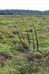 Sonchus palustris