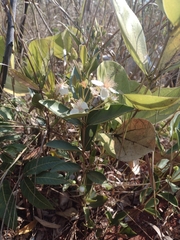 Eugenia involucrata