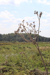Sonchus palustris