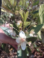 Eugenia involucrata