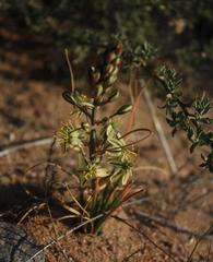 Albuca suaveolens