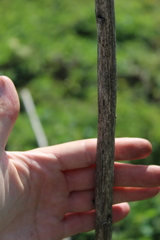 Sonchus palustris