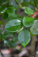 Xylosma buxifolia