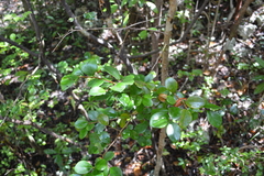 Xylosma buxifolia