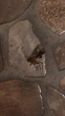 Ichneumonidae
