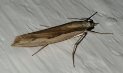 Agriphila trabeatellus