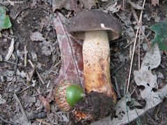 Retiboletus vinaceipes