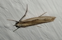 Agriphila trabeatellus