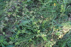 Sonchus arvensis uliginosus