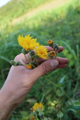 Sonchus arvensis uliginosus