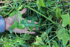 Sonchus arvensis uliginosus