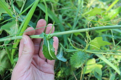 Sonchus arvensis uliginosus
