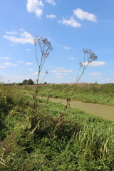 Sonchus palustris
