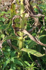Sonchus palustris