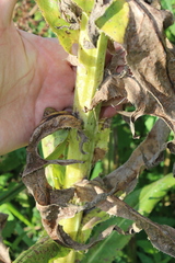 Sonchus palustris