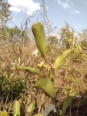 Eugenia involucrata