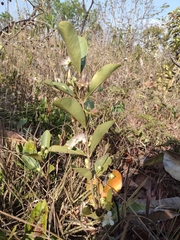 Eugenia involucrata