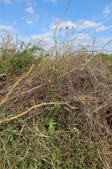 Sonchus arvensis uliginosus