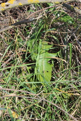 Sonchus arvensis uliginosus