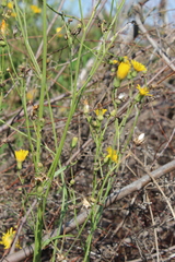 Sonchus arvensis uliginosus