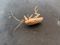 Centrodera